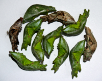 куколки бабочек Papilio polytes